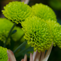 Palmengarten_2013-10-27_20131027-001