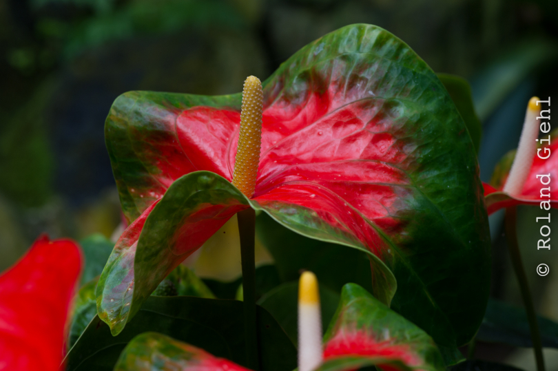 Palmengarten_2013-10-27_20131027-016