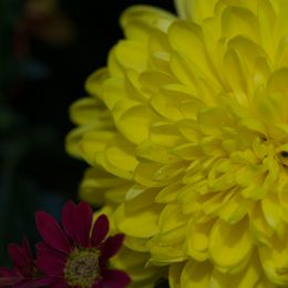 Palmengarten_2013-10-27_20131027-007