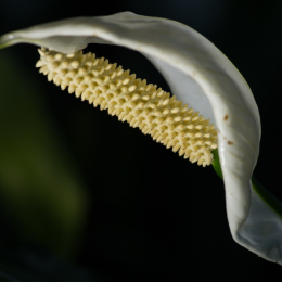 Palmengarten_2013-10-27_20131027-015