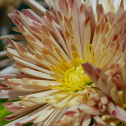 Palmengarten_2013-10-27_20131027-003