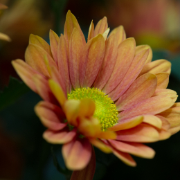 Palmengarten_2013-10-27_20131027-006