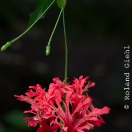 Palmengarten_2013-10-27_20131027-026