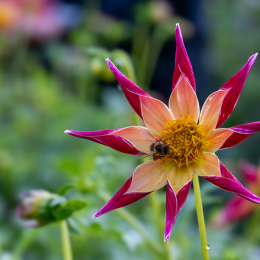 Palmengarten_018_20250928