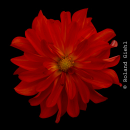 Palmengarten_025_20250928