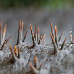 Palmengarten September 2025