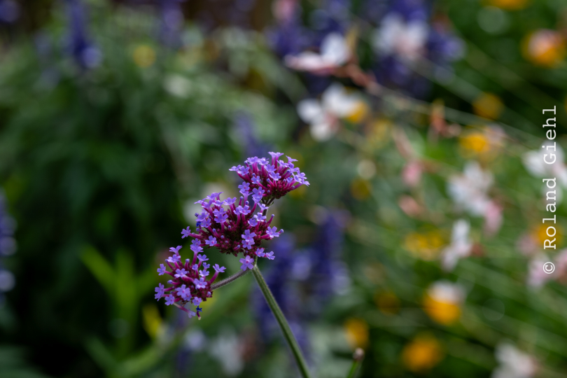 Palmengarten_002_20250928