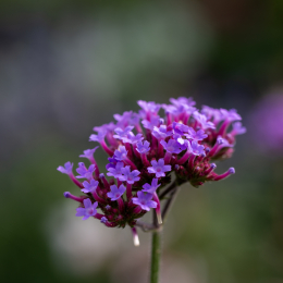 Palmengarten_001_20250928