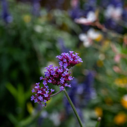 Palmengarten_002_20250928