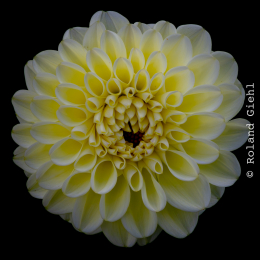 Palmengarten_021_20250928