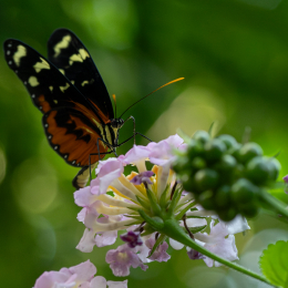 Palmengarten_011_20250928