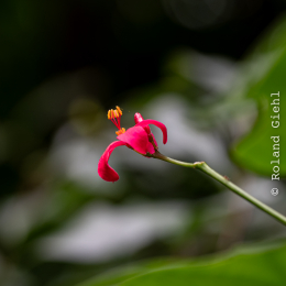 Palmengarten_027_20250928