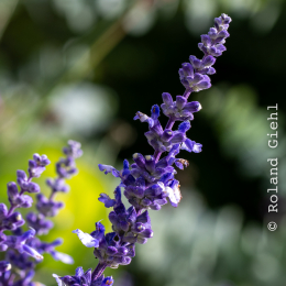 Palmengarten_005_20250928