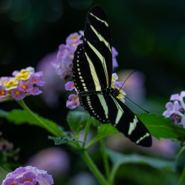 Palmengarten_012_20250928