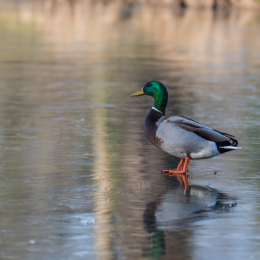 Park_Schönbusch_Aschaffenburg_20150207_004