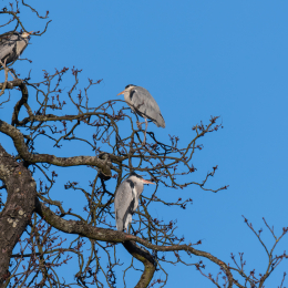 Park_Schönbusch_Aschaffenburg_20150207_102