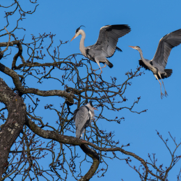 Park_Schönbusch_Aschaffenburg_20150207_065