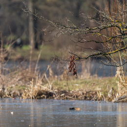 Park_Schönbusch_Aschaffenburg_20150207_011