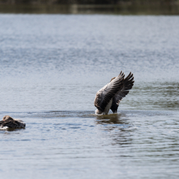 Reinheimer_Teich_20150418_020