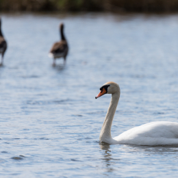 Reinheimer_Teich_20150418_004