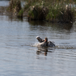 Reinheimer Teich April 2015