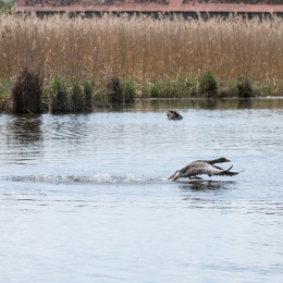 Reinheimer_Teich_20150418_018