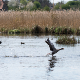 Reinheimer_Teich_20150418_019