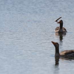 Reinheimer_Teich_20150418_011