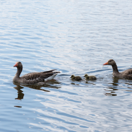 Reinheimer_Teich_20150418_016
