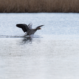 Reinheimer_Teich_20150418_002