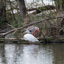 Reinheimer_Teich_20150418_010