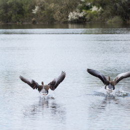 Reinheimer_Teich_20150418_017