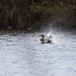 Reinheimer_Teich_20150418_006