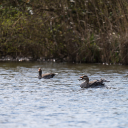 Reinheimer_Teich_20150418_005