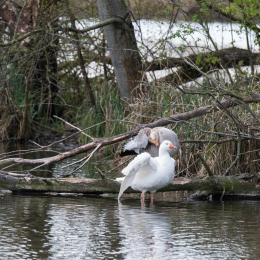 Reinheimer_Teich_20150418_009