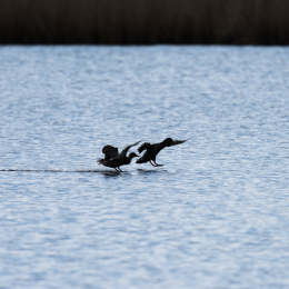 Reinheimer_Teich_20150418_003