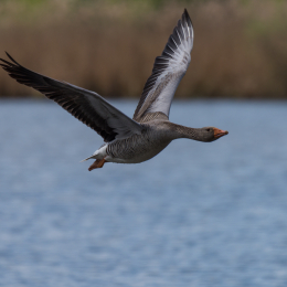 Reinheimer_Teich_20150418_001