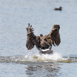 Reinheimer_Teich_20150418_015