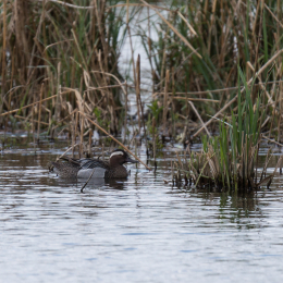Reinheimer_Teich_20150418_014
