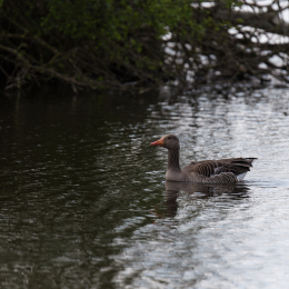 Reinheimer_Teich_20150418_012