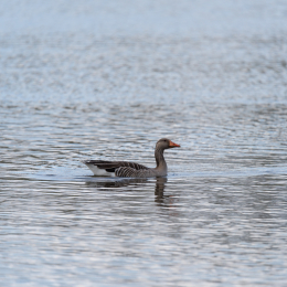Reinheimer_Teich_20150418_013