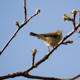 Reinheimer-Teich_20210404_0006