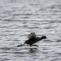 Reinheimer Teich April 2021