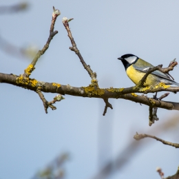 Reinheimer-Teich_20210404_0005