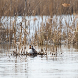 Reinheimer-Teich_20210404_0004