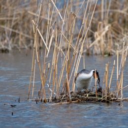 Reinheimer-Teich_20210411_0016