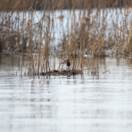 Reinheimer-Teich_20210404_0003