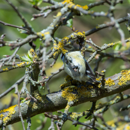 Reinheimer-Teich_011_20220412