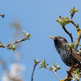 Reinheimer-Teich_014_20220412