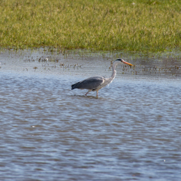 Reinheimer Teich April 2022